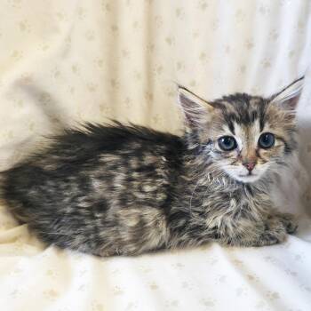 Brioche -  Domestic Medium Hair Cat for Adoption in Mt. Juliet, Tennessee - Brioche | PetCurious