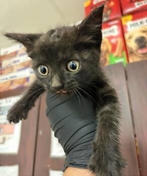 Tik Tok -  Domestic Short Hair Cat for Adoption in Nashville, Tennessee - Tik Tok | PetCurious