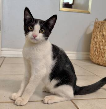 Beagle -  Domestic Short Hair Cat for Adoption in Sonora, California - Beagle | PetCurious