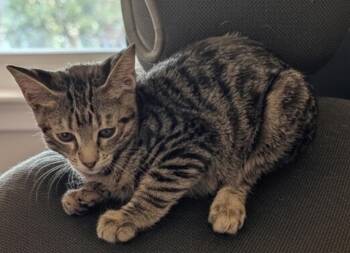 Jiggy -  Domestic Short Hair Cat for Adoption in Fort Myers, Florida - Jiggy | PetCurious