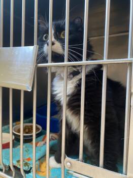 Rescue Domestic Long Hair Cats for Adoption in Fall River, Massachusetts - Odee | PetCurious