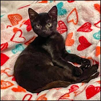 Rescue Domestic Short Hair Cats for Adoption in Roswell, Georgia - Astra | PetCurious