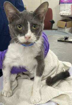 Domestic Short Hair Cats Available for Adoption - FLINT | PetCurious