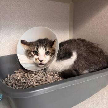Little Foot -  Domestic Long Hair Cat for Adoption in Lakewood, California - Little Foot | PetCurious
