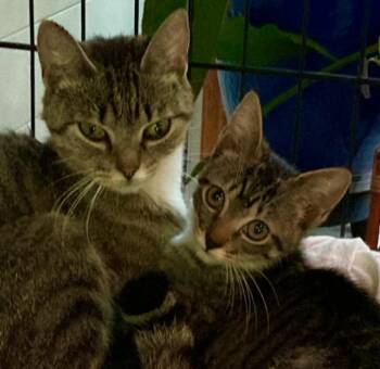Kelsey & baby Punch - amazing cats -  Domestic Short Hair Cat for Adoption in Durham, Connecticut - Kelsey & Baby Punch - Amazing Cats | PetCurious