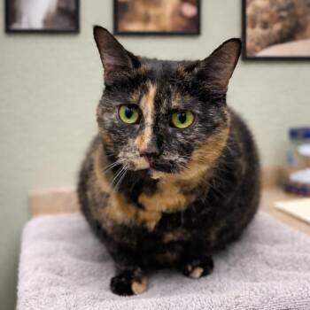 Domestic Short Hair Cats Available for Adoption in Hemet, California - April | PetCurious