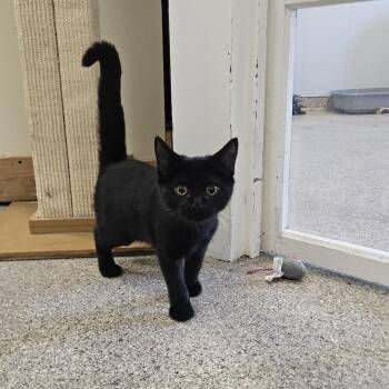 Ivory -  Domestic Short Hair Cat for Adoption in Conway, New Hampshire - Ivory | PetCurious