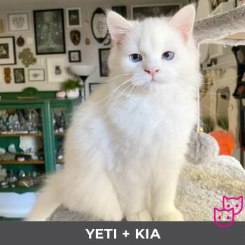 Rescue Ragdoll Cats for Adoption in Toronto, Ontario - Yeti (bonded With Kia) | PetCurious