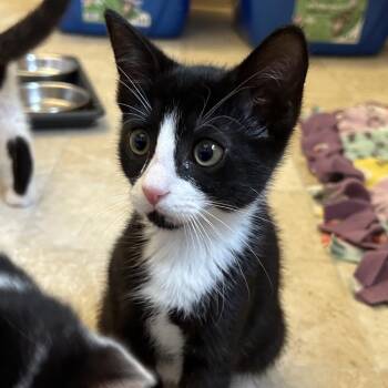 Ethel -  Domestic Short Hair Cat for Adoption in Bel Air, Maryland - Ethel | PetCurious