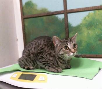 A2098313 -  Domestic Medium Hair and Domestic Short Hair Cat for Adoption in Houston, Texas - A2098313 | PetCurious