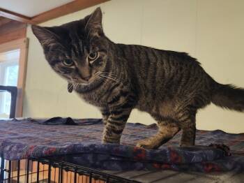 Rescue Domestic Short Hair Cats for Adoption in Rice Lake, Wisconsin - Cayenne | PetCurious