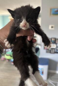 Domestic Short Hair Cats Available for Adoption in Greenville, North Carolina - Wendy | PetCurious