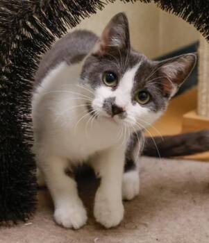 Domestic Short Hair Cats Available for Adoption - Smoke | PetCurious