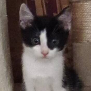 Rescue Domestic Short Hair Cats for Adoption in Ocean Isle Beach, North Carolina - Mia | PetCurious