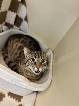 Domestic Short Hair Cats Available for Adoption - Tumbleweed | PetCurious