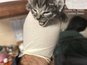 Domestic Short Hair Cats Available for Adoption in Ocala, Florida - A379146 | PetCurious