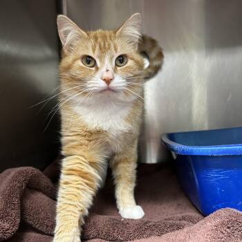 Domestic Short Hair Cats Available for Adoption in La Grange Park, Illinois - Cher | PetCurious