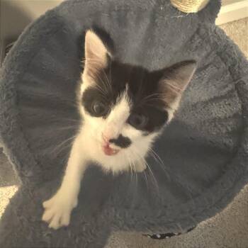 Hollow Crown -  Domestic Short Hair Cat for Adoption in Fredericksburg, Virginia - Hollow Crown | PetCurious