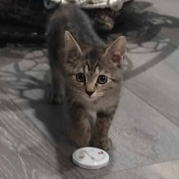 Rescue Domestic Short Hair Cats for Adoption in Franklin, North Carolina - Ellie | PetCurious