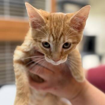 Plum -  Domestic Short Hair Cat for Adoption in Idaho Falls, Idaho - Plum | PetCurious