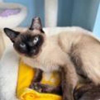 Siamese Cats Available for Adoption in Atlanta, Georgia - Bluebell | PetCurious