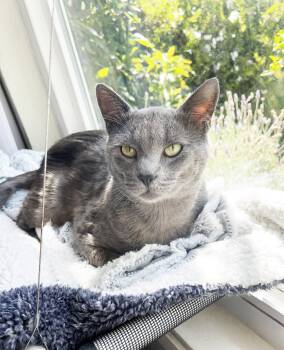 Bear -  Domestic Short Hair Cat for Adoption in Alameda, California - Bear | PetCurious