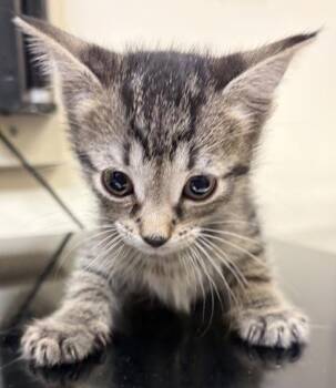Sparkler -  Domestic Short Hair Cat for Adoption in West Chester, Pennsylvania - Sparkler | PetCurious