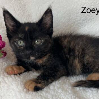 Tortoiseshell Cats Available for Adoption - Zoey | PetCurious