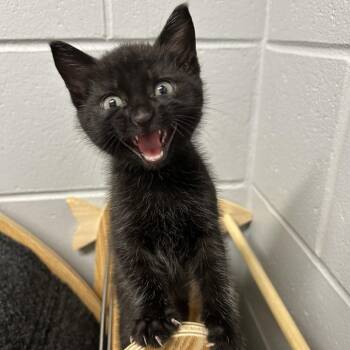 Sushi -  Domestic Short Hair Cat for Adoption in Enterprise, Alabama - Sushi | PetCurious