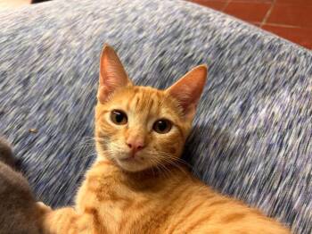 Sunny -  Domestic Short Hair Cat for Adoption in Port Jervis, New York - Sunny | PetCurious