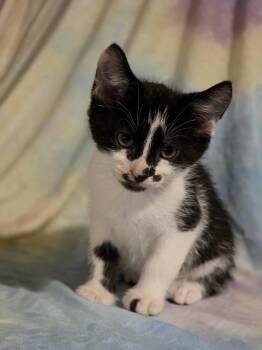 Rescue Domestic Short Hair Cats for Adoption in Albany, Wisconsin - Gyro | PetCurious