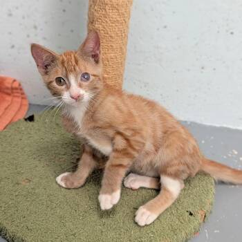 Orange Julius -  Domestic Short Hair Cat for Adoption in Kailua-kona, Hawaii - Orange Julius | PetCurious