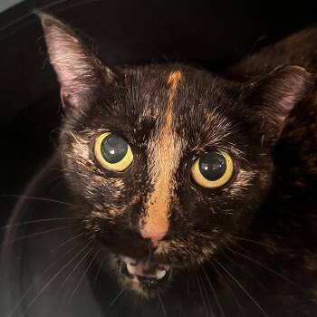 71977 -  Domestic Short Hair Cat for Adoption in Harrisonburg, Virginia - 71977 | PetCurious