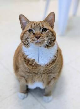 Domestic Short Hair Cats Available for Adoption in Alexandria, Virginia - Natasha | PetCurious