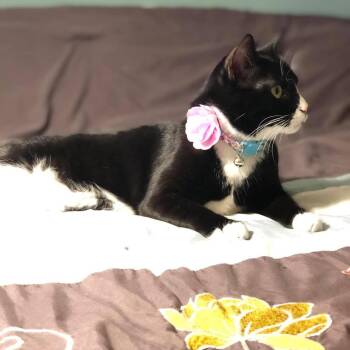 Lunna -  Domestic Short Hair Cat for Adoption in West Palm Beach, Florida - Lunna | PetCurious