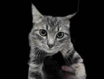 Rescue Domestic Short Hair Cats for Adoption in Wildomar, California - 802555 | PetCurious