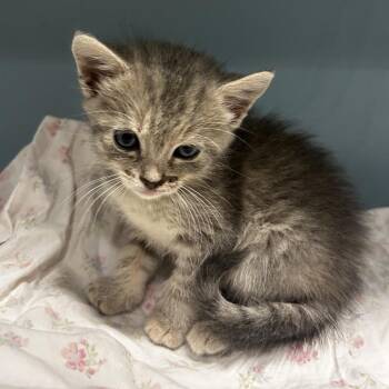Keroppi -  Domestic Short Hair Cat for Adoption in Chattanooga, Tennessee - Keroppi | PetCurious