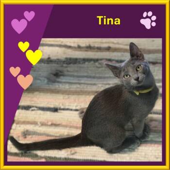 Tina -  Russian Blue Cat for Adoption in Falmouth, Maine - Tina | PetCurious