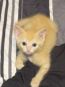 Flareon -  Domestic Short Hair Cat for Adoption - Flareon | PetCurious