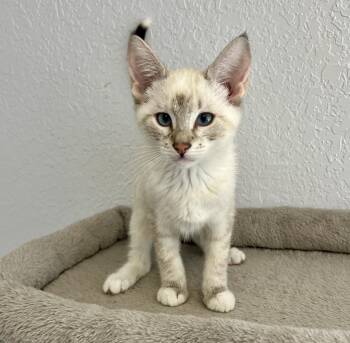 Macadamia -  Domestic Short Hair and Siamese Cat for Adoption in Pasco, Washington - Macadamia | PetCurious