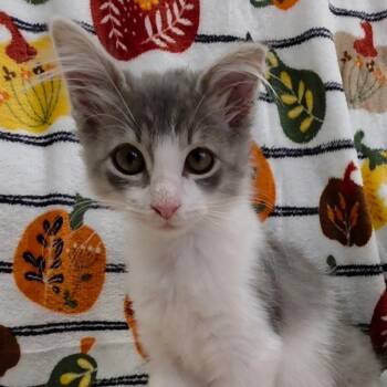 Matilda -  Domestic Short Hair Cat for Adoption in Kerrville, Texas - Matilda | PetCurious