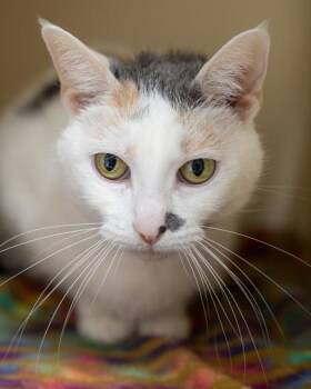 Aves -  Domestic Short Hair Cat for Adoption in Pequot Lakes, Minnesota - Aves | PetCurious