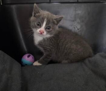 Malik -  Domestic Short Hair Cat for Adoption in Trenton, New Jersey - Malik | PetCurious