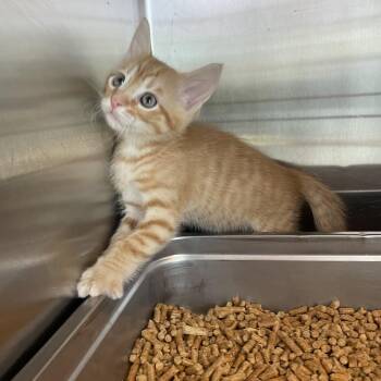 Latte -  Domestic Medium Hair Cat for Adoption in Madisonville, Tennessee - Latte | PetCurious