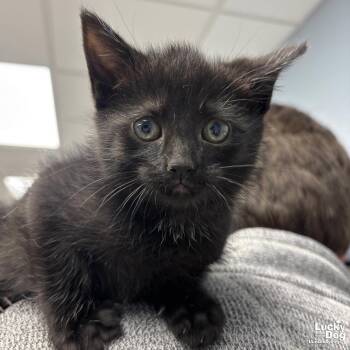 Domestic Short Hair Cats Available for Adoption in Washington, District Of Columbia - Sissy | PetCurious
