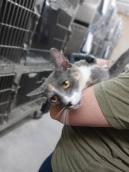 Krerea -  Domestic Short Hair Cat for Adoption in Largo, Florida - Krerea | PetCurious