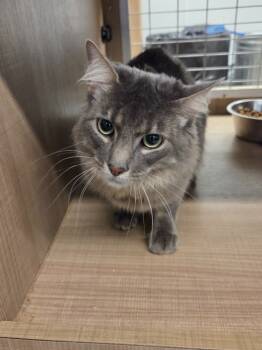 Rescue Domestic Long Hair Cats for Adoption in Bossier City, Louisiana - Rafiki | PetCurious