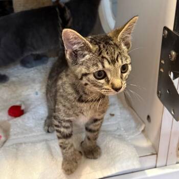 Thumbelina -  Domestic Short Hair and Extra Toes Cat Hemingway Polydactyl Cat for Adoption in Potomac, Maryland - Thumbelina | PetCurious