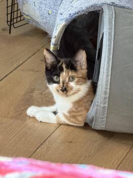 Pez Exotic Flavors: Asian Pear -  Calico and Domestic Short Hair Cat for Adoption - Pez Exotic Flavors: Asian Pear | PetCurious