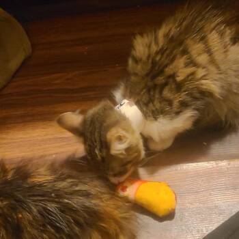 Rainbow Lane -  Domestic Medium Hair Cat for Adoption in Fredericksburg, Virginia - Rainbow Lane | PetCurious